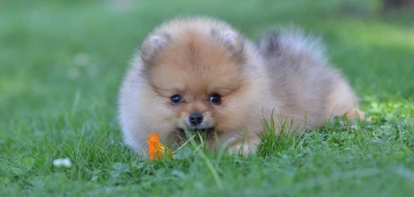 İlk kez köpek sahiplenecekler için Pomeranian uygun bir cins mi?