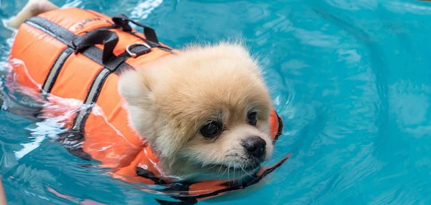 Pomeranianlar Yüzebilir mi?