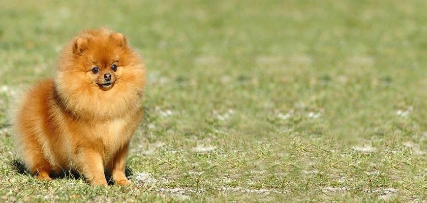 Pomeranianlar Hakkında Bilinmesi Gerekenler