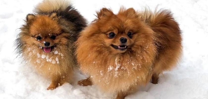 Kış Aylarında Pomeranian Köpeğinizi Dışarı Çıkartma